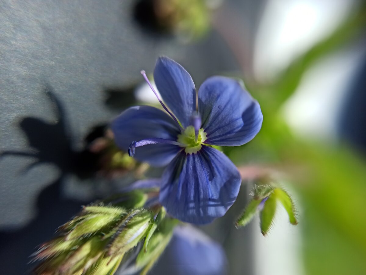 Цветок действительно очень мелкий
