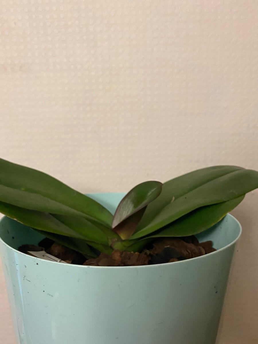 Подходящий горшок для взрослой Орхидеи