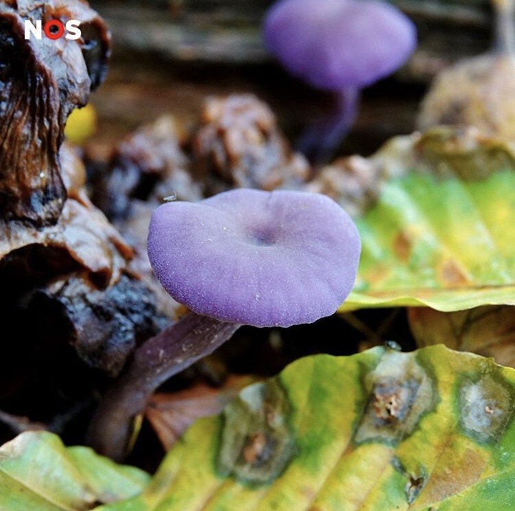 Вот такие грибы можно встретить на территории Голландии. Срывать из нельзя. Иначе штраф / фото: nos.nl