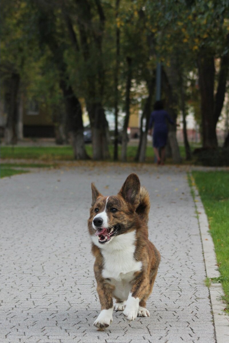 Веселая колбасня