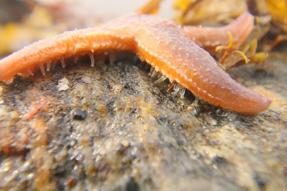 Морская звезда