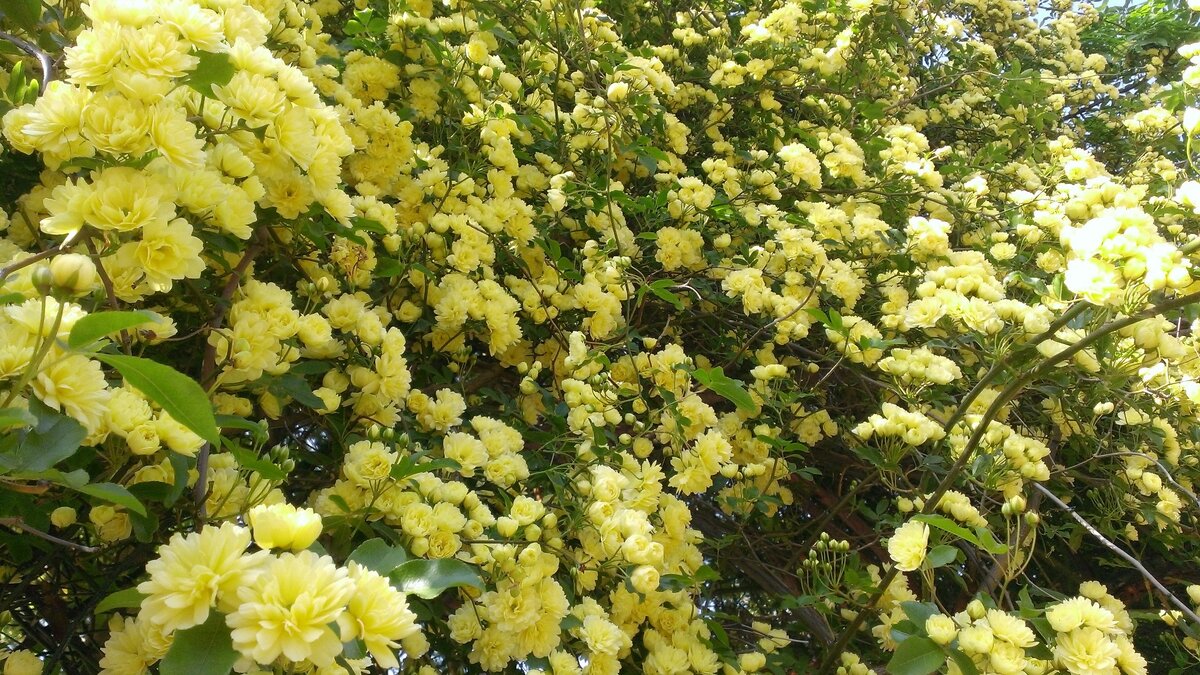 Крым. Весна. 2018 год. 