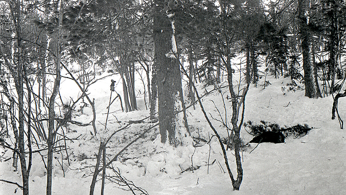 Перевал Дятлова. Кедр, у которого был разведен костер.