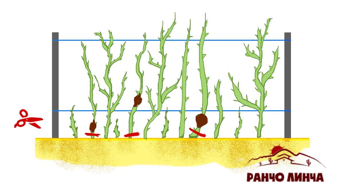 Как обрезать малину летом от ненужных побегов схема