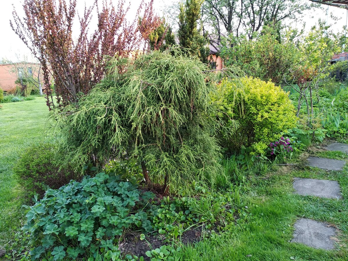 Кипарисовик горохоплодный Филифера Нана (Chamaecyparis pisifera Filifera Nana)