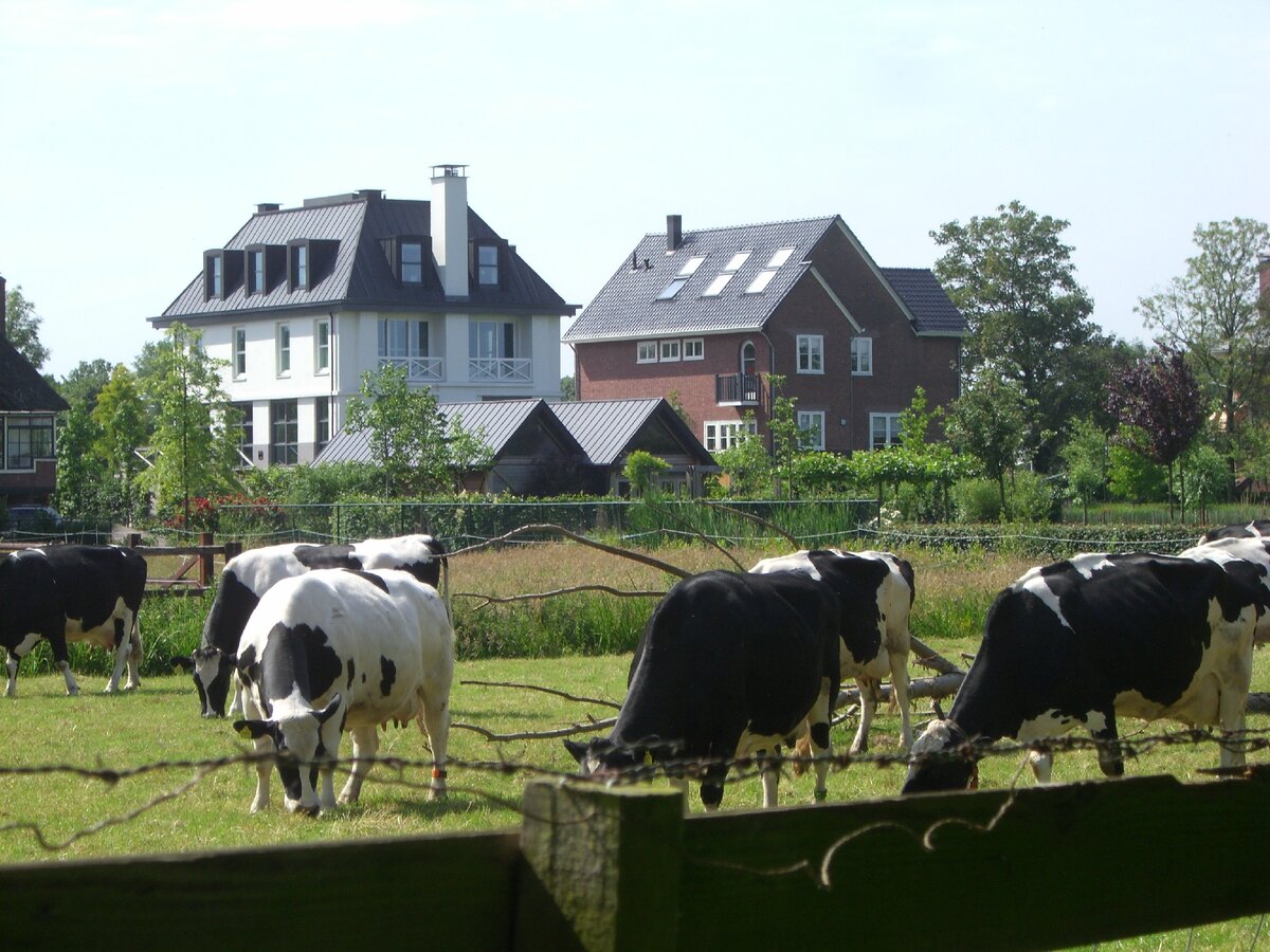 На лугу пасутся ко