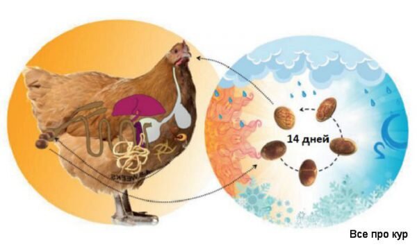 Можно ли глистогонить кур зимой