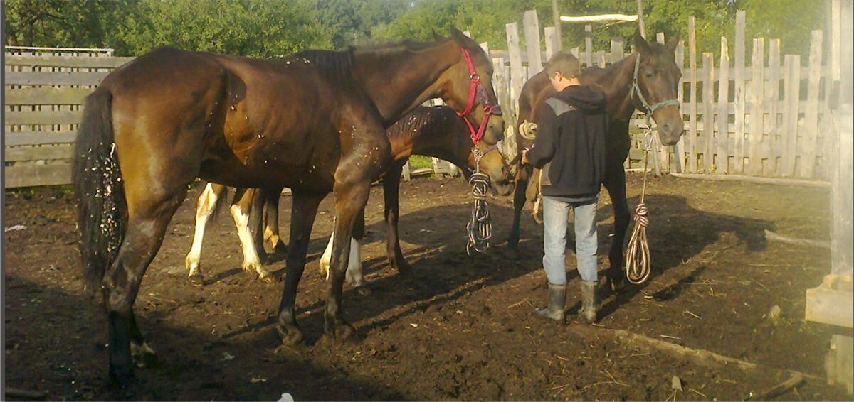 Сбор на пастбище. Фото автора