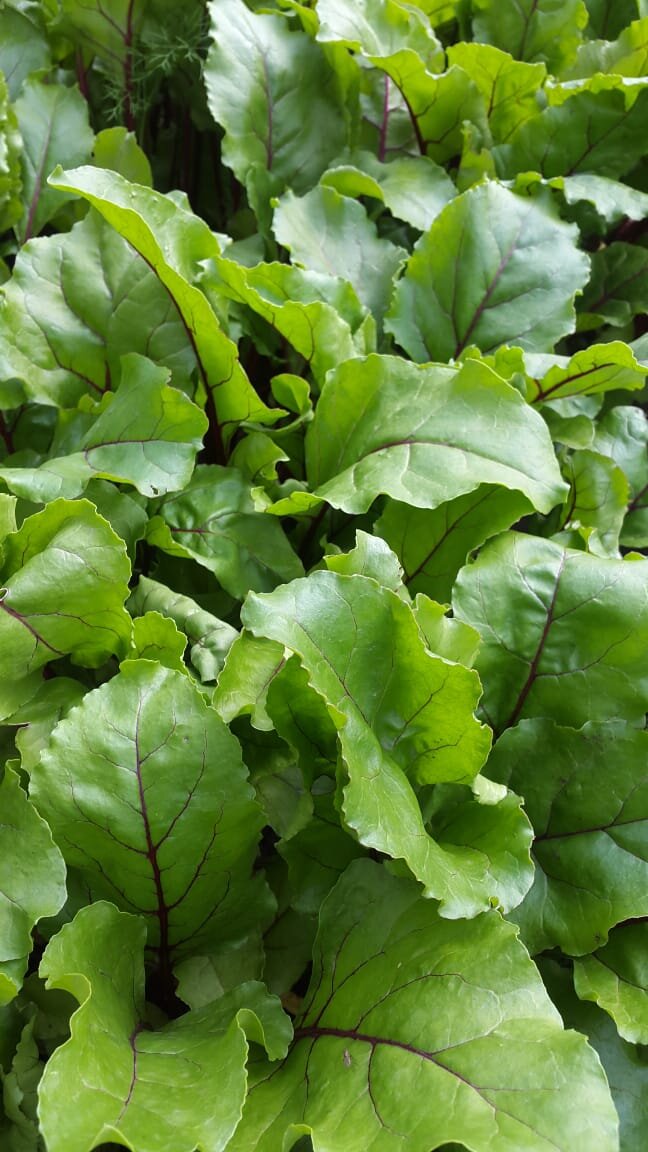 может и не совсем в тему, но это свекла, что росла у меня на грядке)) она уродилась, поэтому свекольную тему я еще не всю раскрыла в своем меню