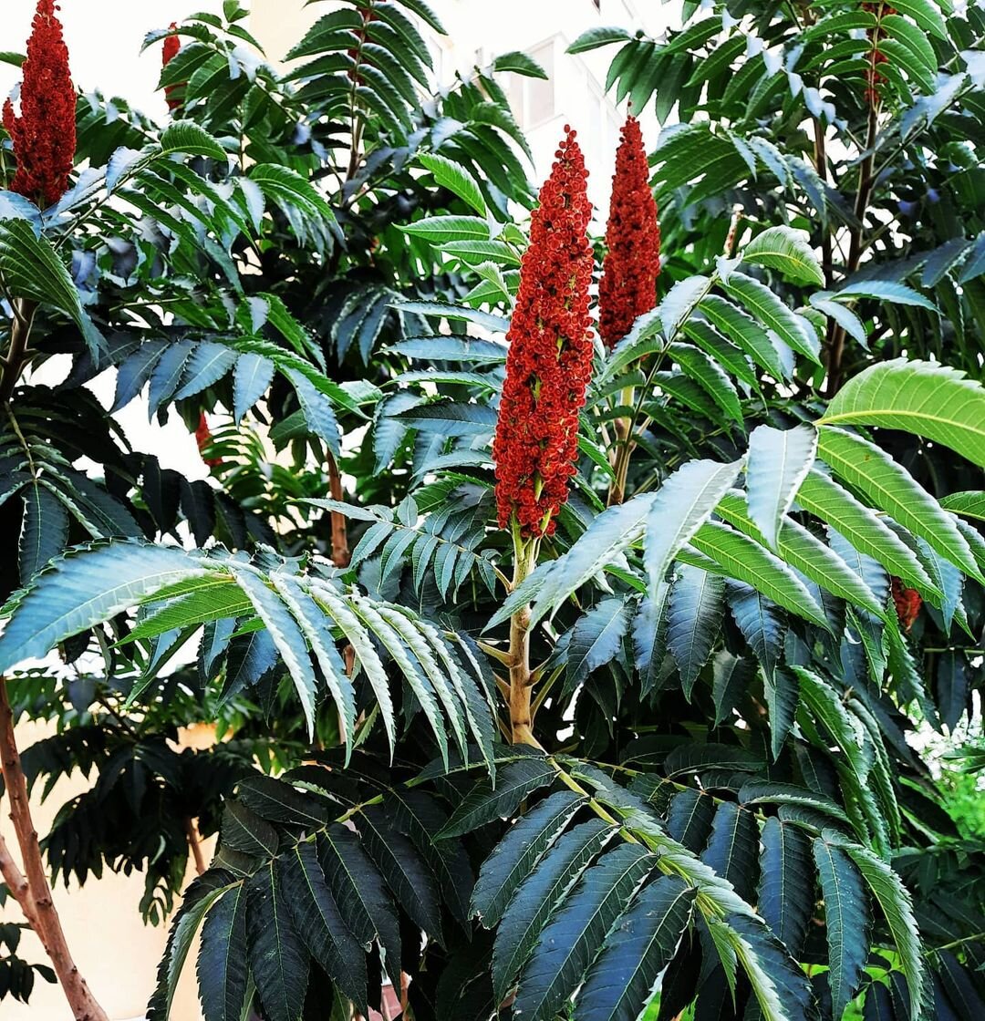 Так цветет сумах оленерогий (фото автора)