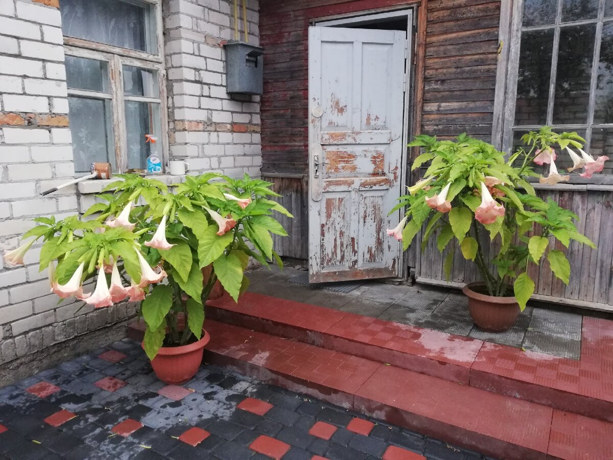 Однолетние бругмансии. Атмосферно. Фото прислала подруга, которая первый раз в этом году занялась выращиванием бругмансий из моих саженцев
