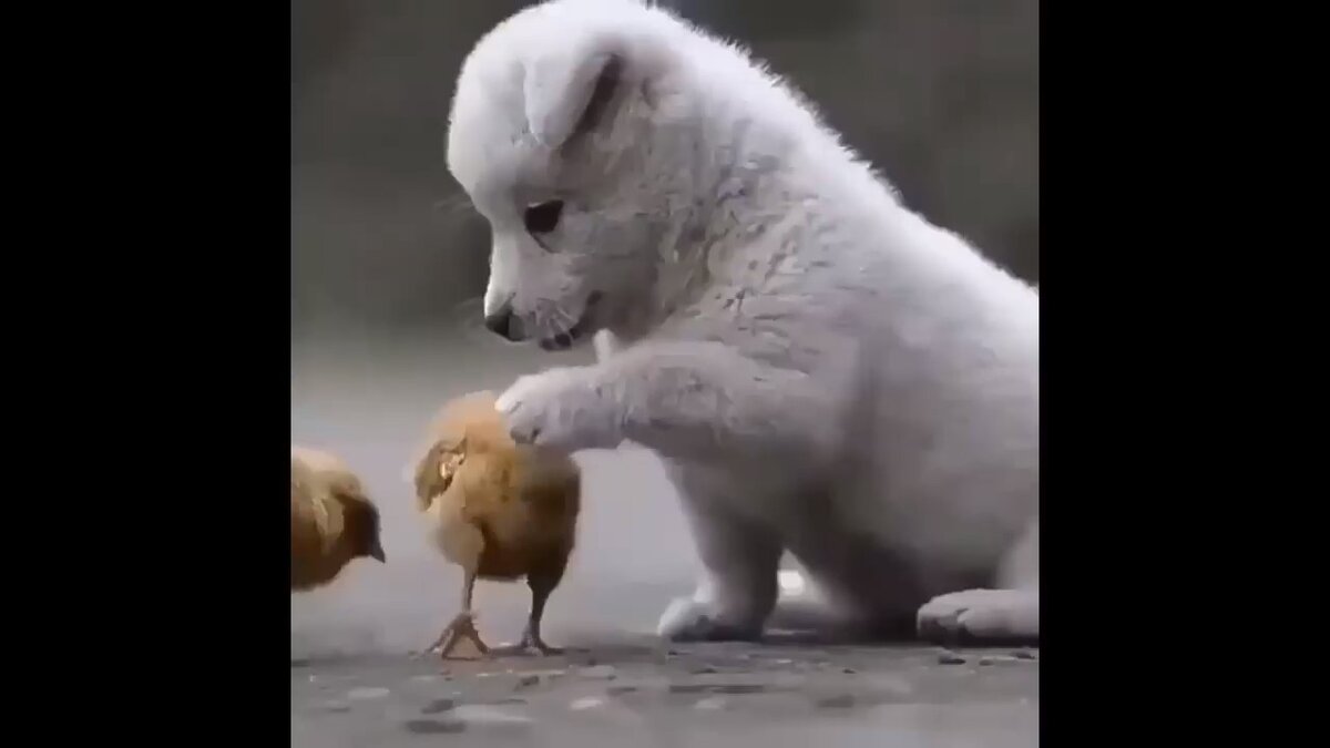 Однажды люди заметили как маленький щенок играется с цыплятами и засняли это на видео)
Такое явление не редко можно замечать, так как щенки сами по себе очень дружелюбные.
