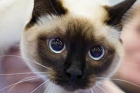 Умная порода.