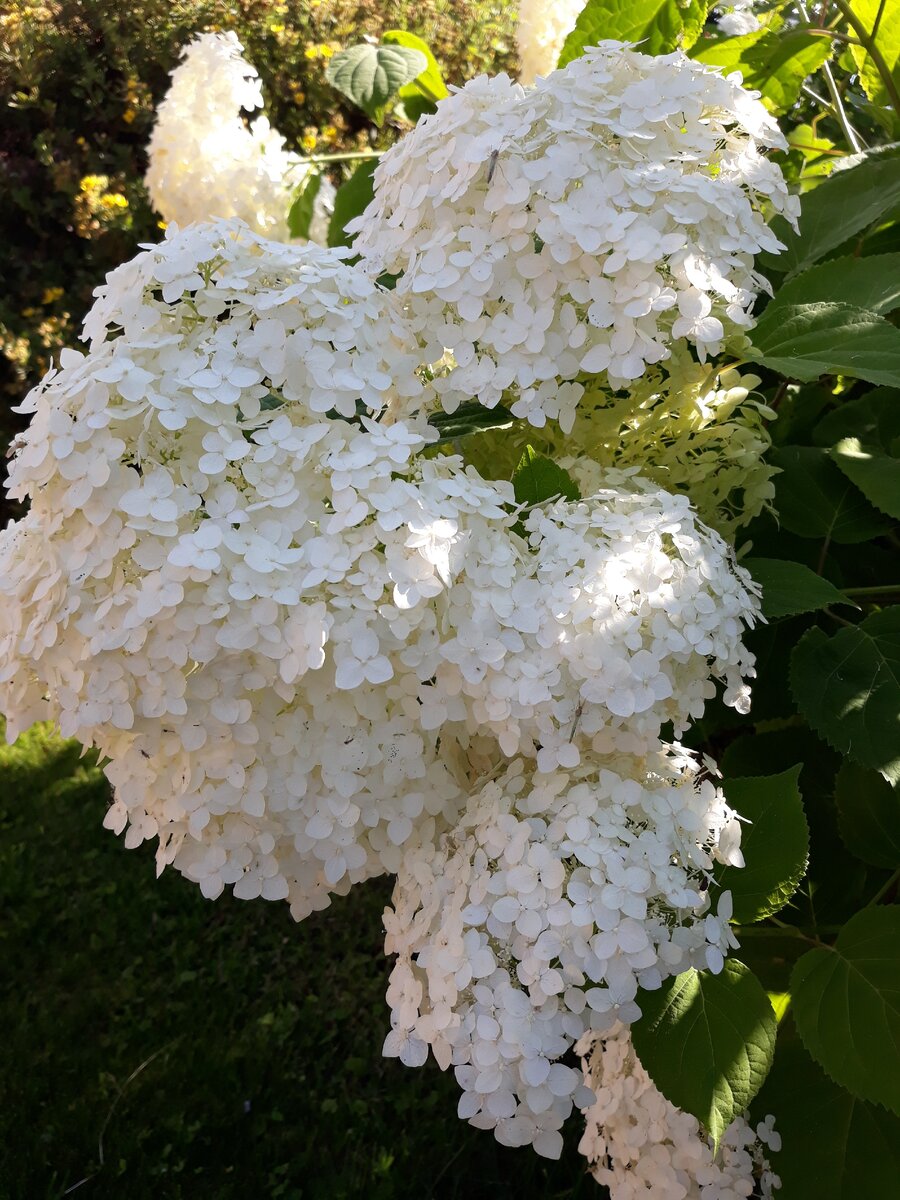 Мега шапки древовидной гортензии