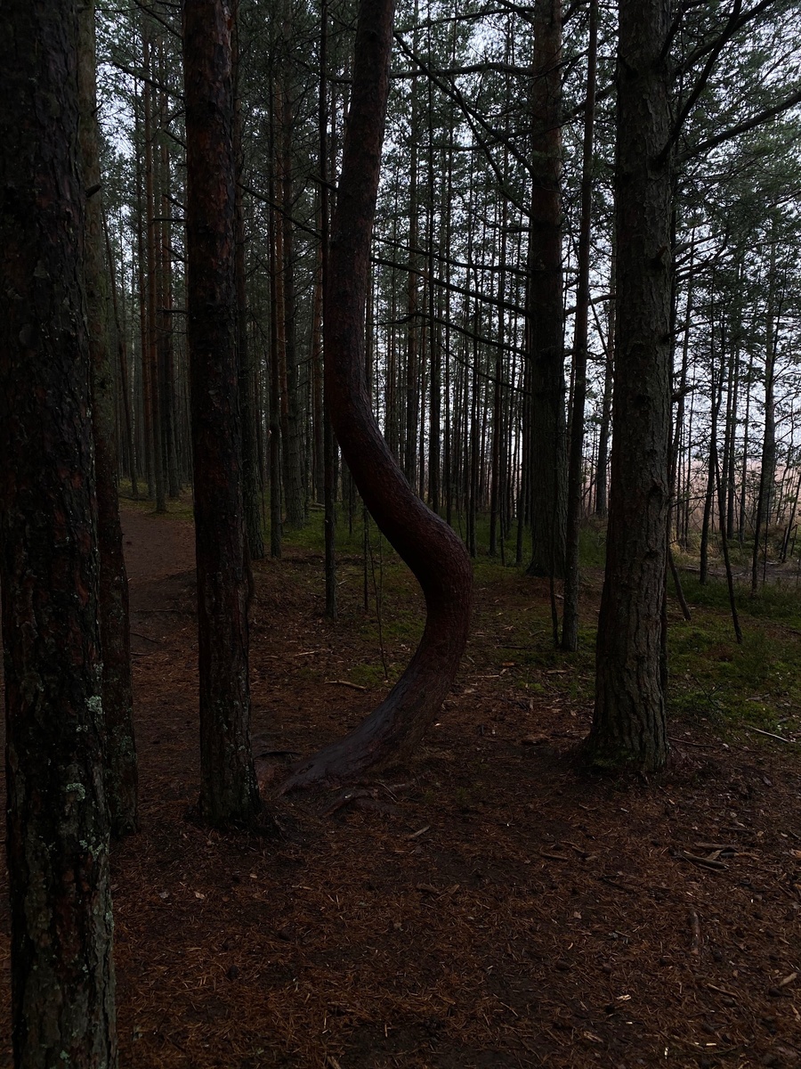 Необычное дерево на пути к болоту 