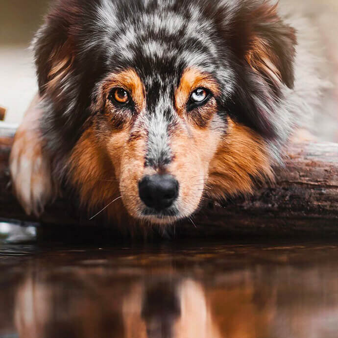 Взрослая собака Аусси