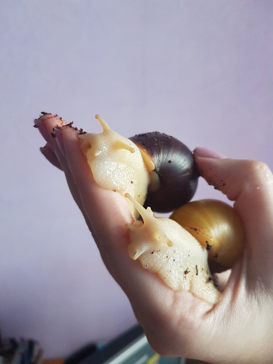 Ахатина альбинос