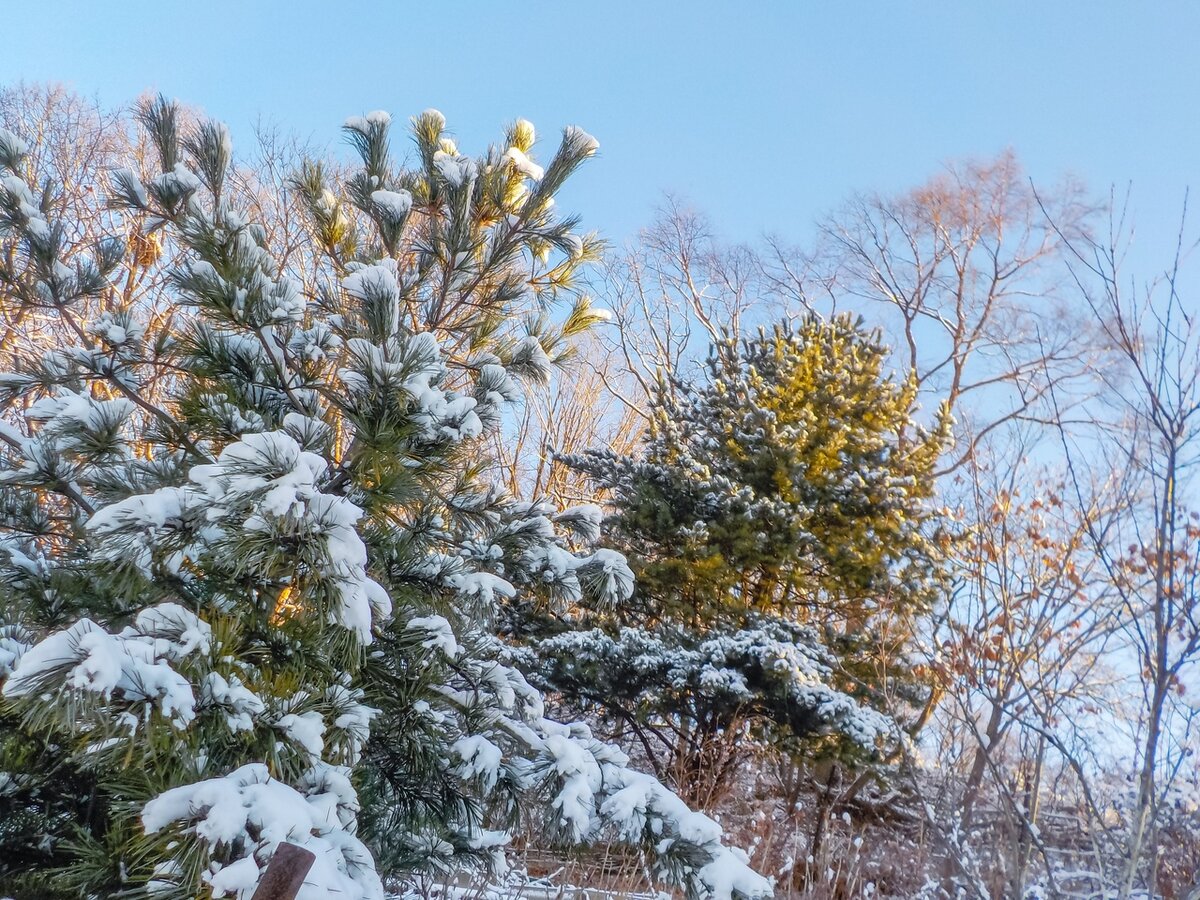 Кедры под снежным убранством