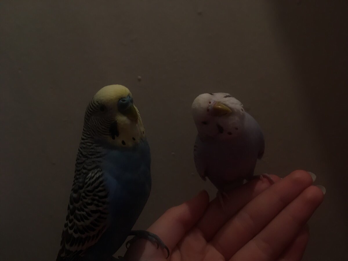 Шушик и Яша (волнистые попугаи)