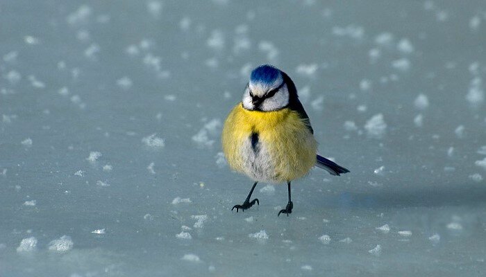 Мерзнут ли у птиц лапки зимой? | PetZona - канал о животных | Дзен