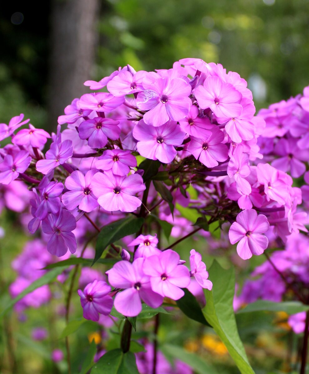 Растение флокс метельчатый. Флокс манон. Флокс растение. Высокорослые метельчатые флоксы. Флокс бордюрный.
