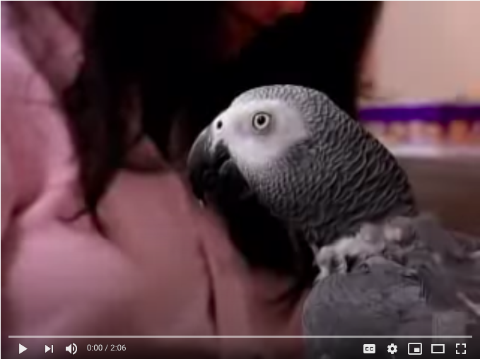 Видео с демонстрацией некоторых способностей Алекса: https://youtu.be/ldYkFdu5FJk