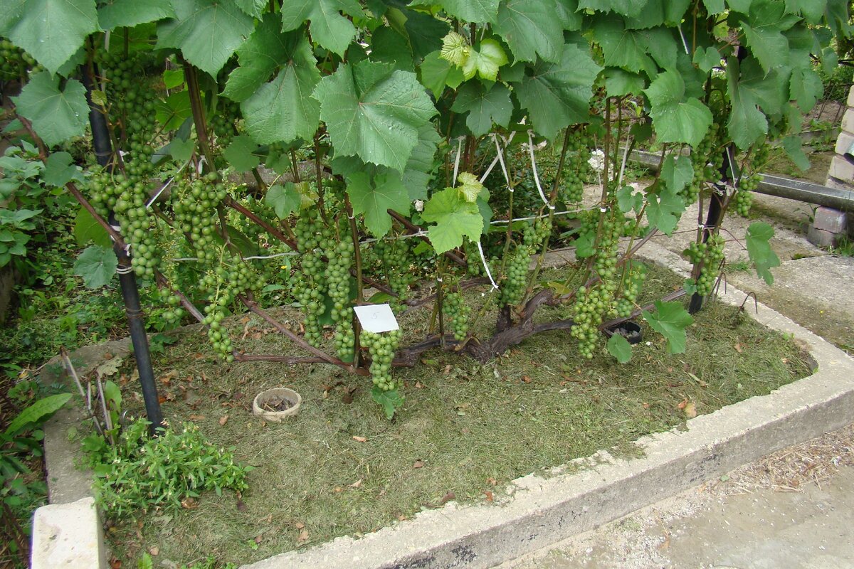 посадка винограда в короб