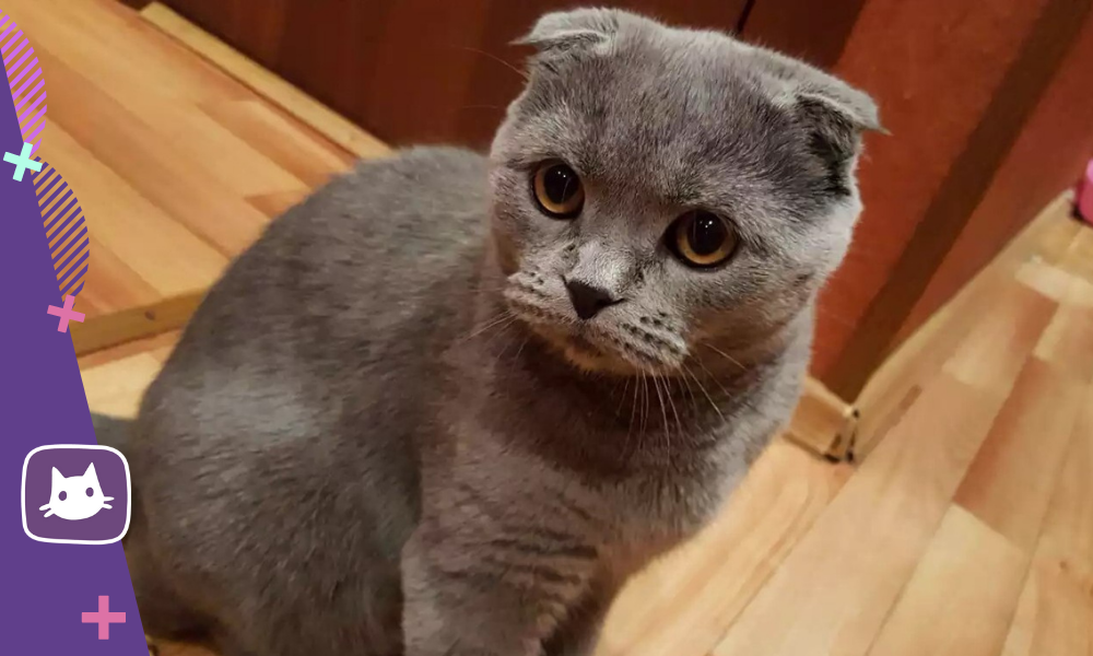 Скуфолд это. Вислоухий с вислоухим вязка последствия. Какие игрушки любят вислоухие кошки. Шотландский кот внешние отличие кастрированного от обычного.