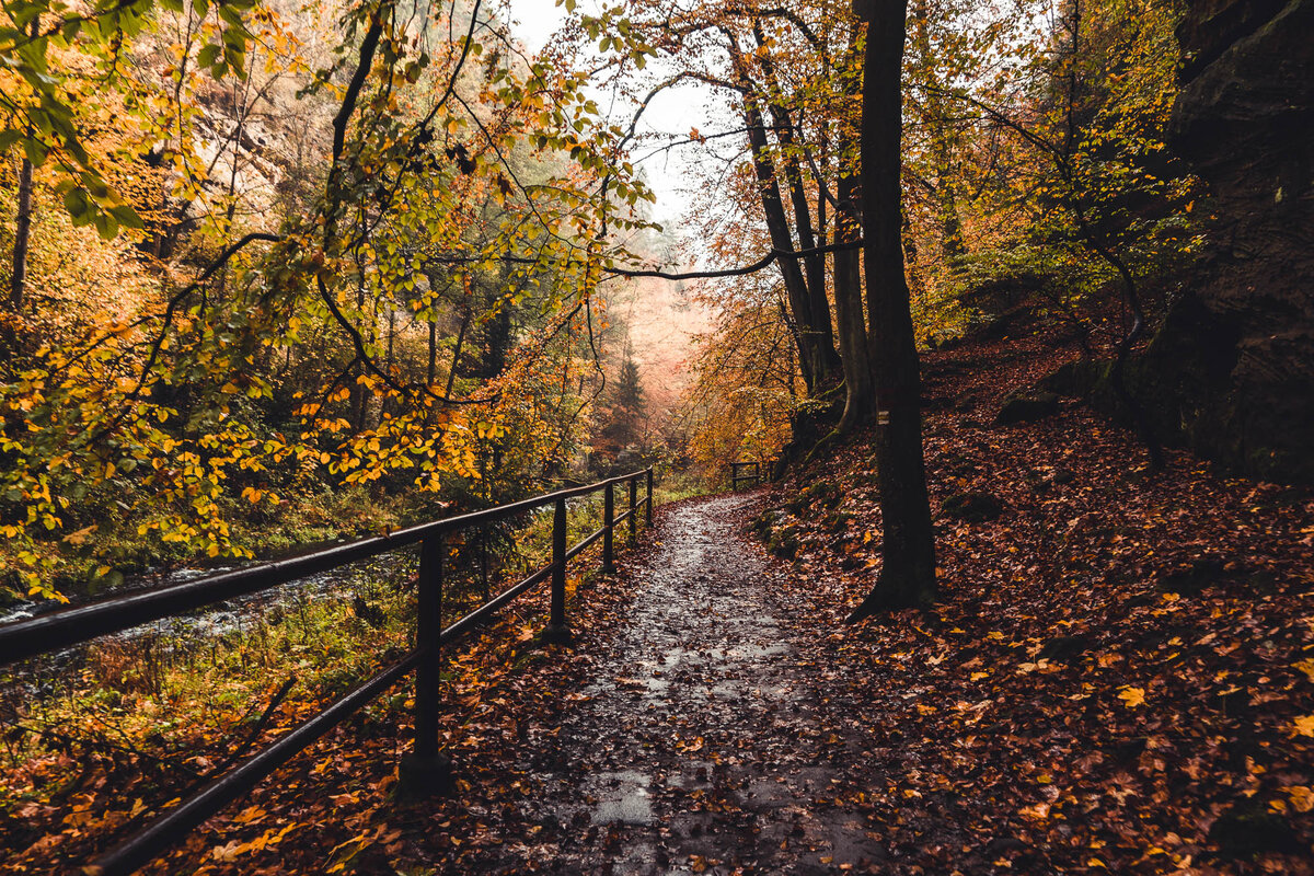 Тропа в нацпарке Чешская Швейцария