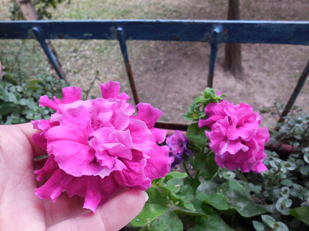 А так раньше было у моей одноклассницы. Мы в одном доме живём. Петуния шикарная, с улицы видна отлично!