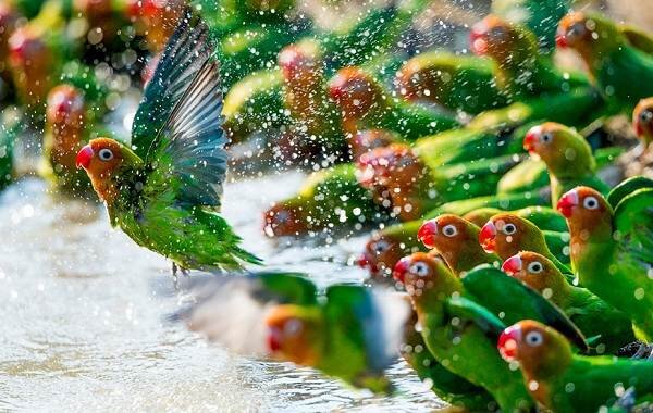 Стая неразлучников в дикой природе