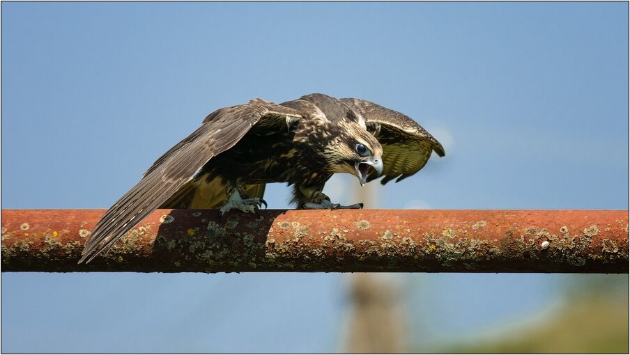 Сокол-балобан. Красная Книга.