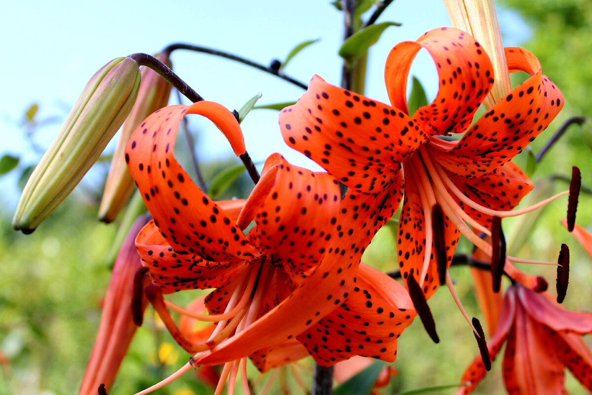 Тигров лилия. Лилия ланцетолистная, Лилия тигровая. Тигровая Лилия (Lilium lancifolium). Лилия ланцетолистная (Lilium lancifolium). Ланцетолистная Лилия оранжево-крапчатая.