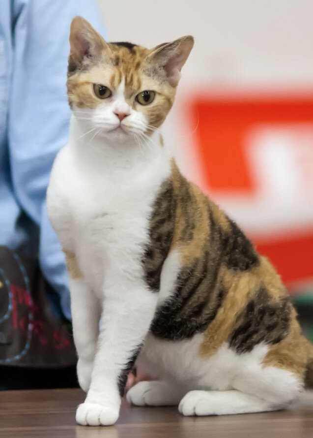 Фото американской жесткошерстной кошки