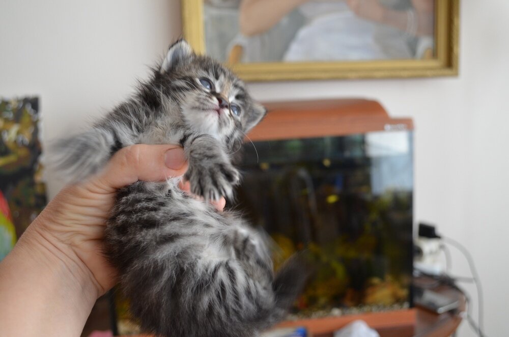 Только что принесенный домой