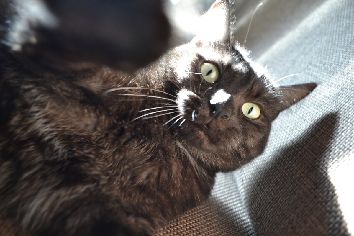 Дома Муся оказалась небольшой и гладкошёрстной - очень сильно распушила шерсть на улице. Она просила сметану и не умела играть. Может, у бабушки старенькой жила раньше. 