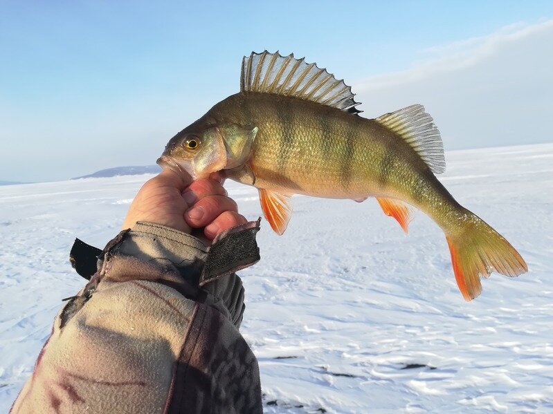 Неплохие окуня клевали.
