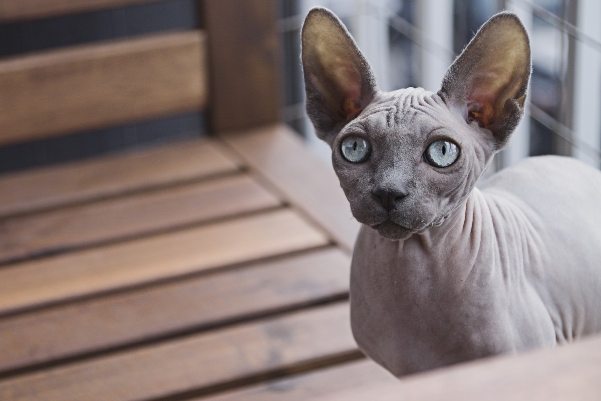 Лысые кошки - это те, которые почти полностью лишены шерсти из-за наличия в их генотипе гена HR (бесшерстный).-2