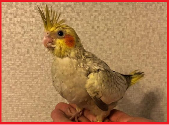 Я назвал его "Кирюша"))