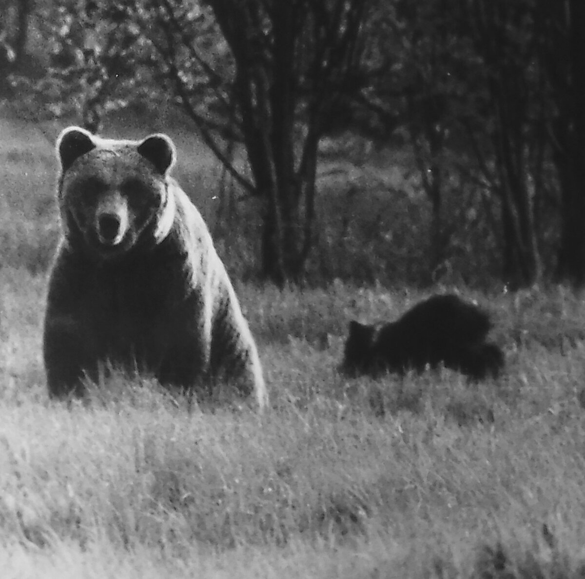 Боярский медведица. Медведь фото. Фото высокого разрешения медведь. Медведица с медвежатами фото. Медведица без шкуры похож на человека.