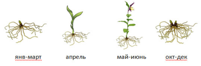 Вот как-то так, как на самой первой картинке (янв-март) и  должна была выглядеть делёнка купленной мной орхидеи...