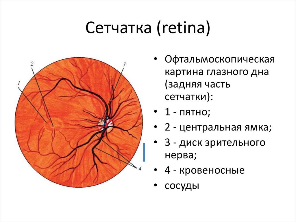 Макула и диск зрительного нерва. Офтальмоскопическая картина глазного дна. Офтальмоскопия диска зрительного нерва. Диск зрительного нерва латынь.
