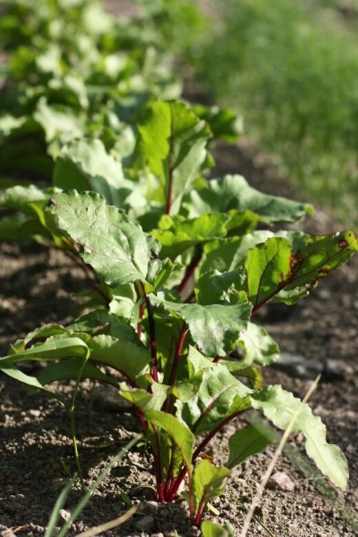 Фото из интернета