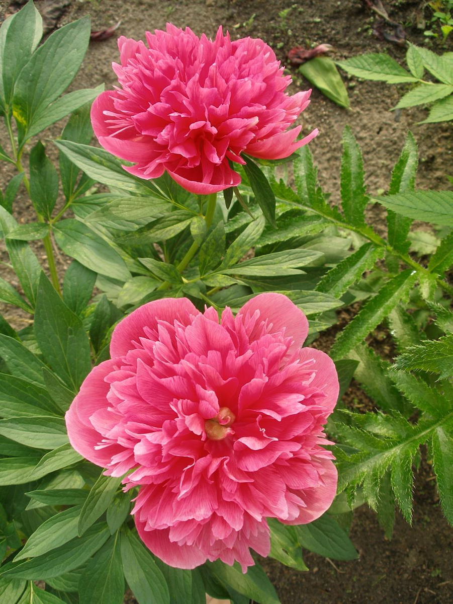 Пион лекарственный Розеа ПленаPaeonia officinalis Купить в Питере