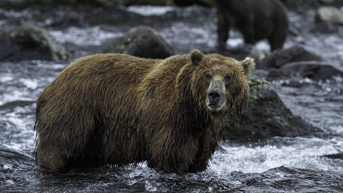 Марсово поле камчатка. Срединный и восточный хребты камчатки. Камчатка 2018. Озеро двухюрточное. Гамулы камчатка вилючинский перевал.