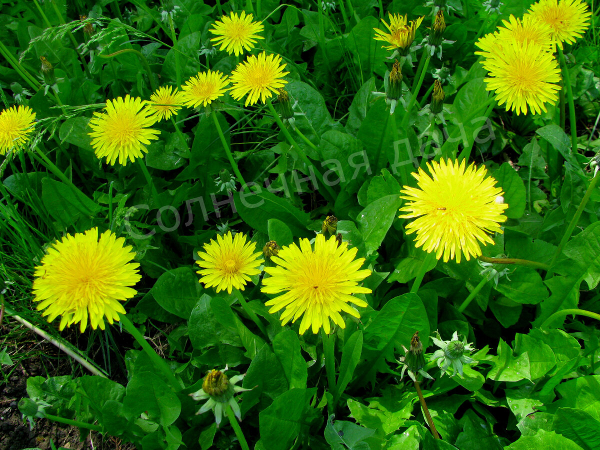 Одуванчики - лекарство под ногами