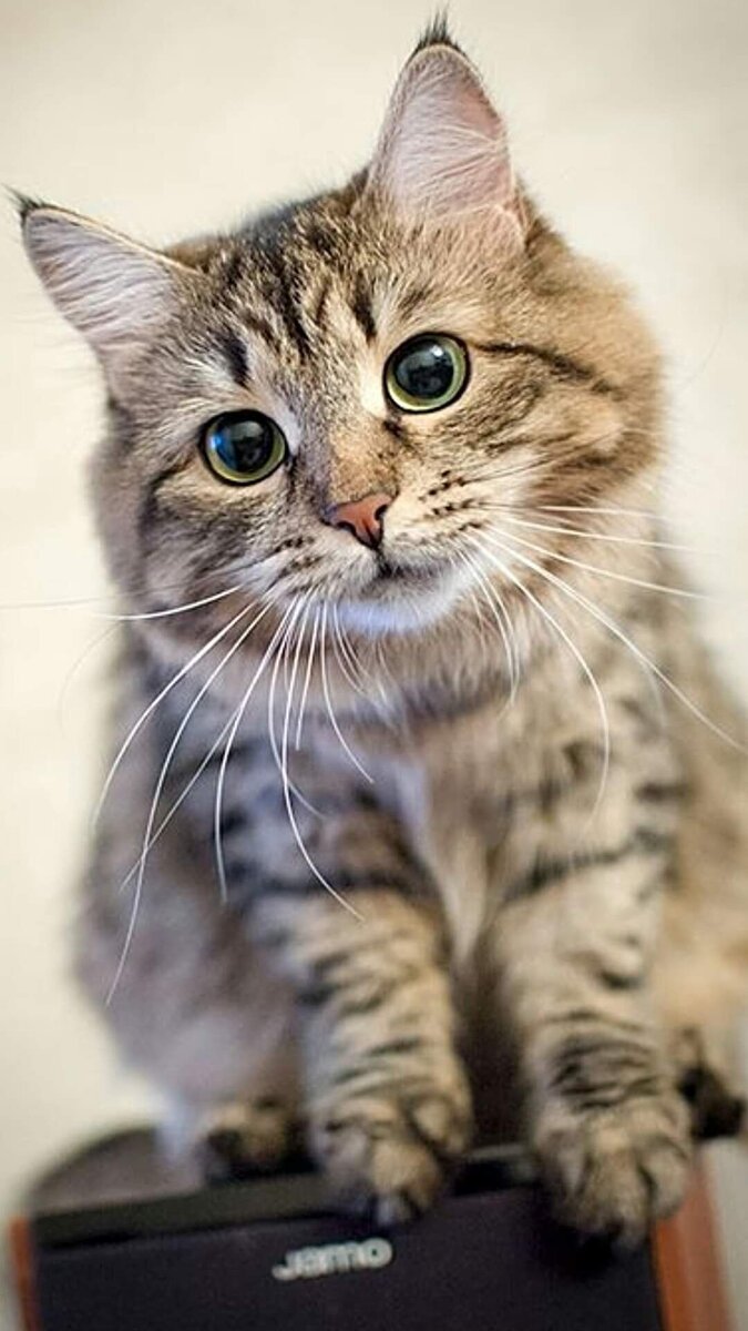 Tabby cat