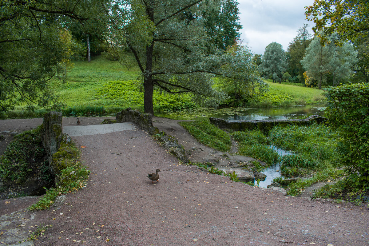 Возле мостика нас встречают утки