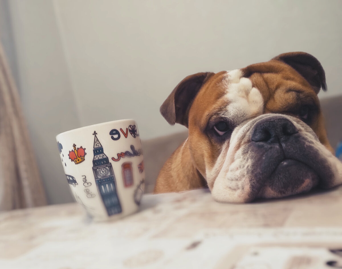 Английский бульдог Ватсон, 2,5 годика. 