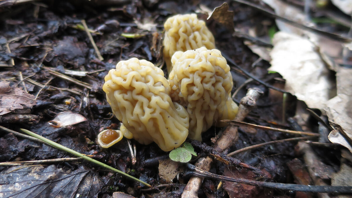 Весенний гриб похожий на сморчок. Сморчковая шапочка гриб. Ранние весенние грибы съедобные. Весенние грибы Майский. Сморчки в Киргизии.
